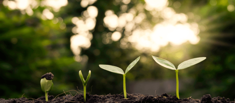 picture of seedlings growing